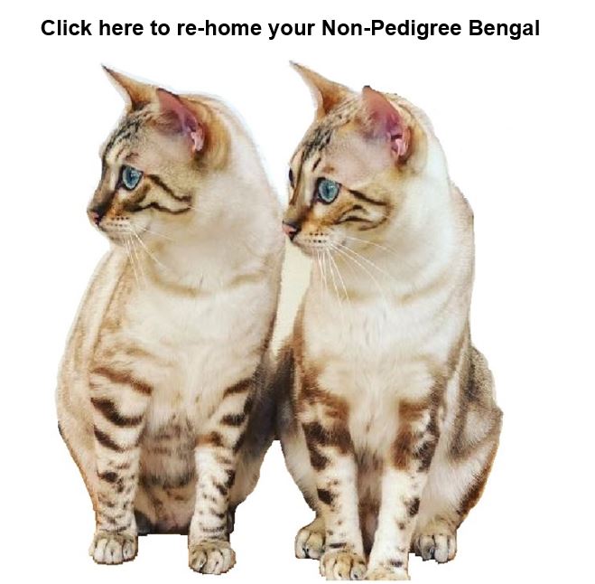 Adopt bengal store cat near me